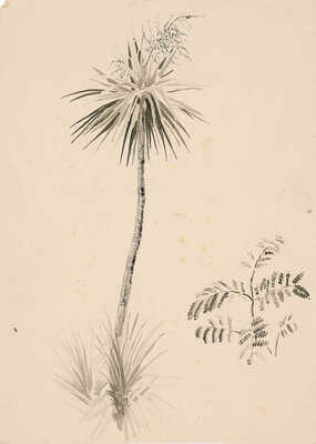 Дорфман Елизавета Григорьевна. Юкка алоэлистная